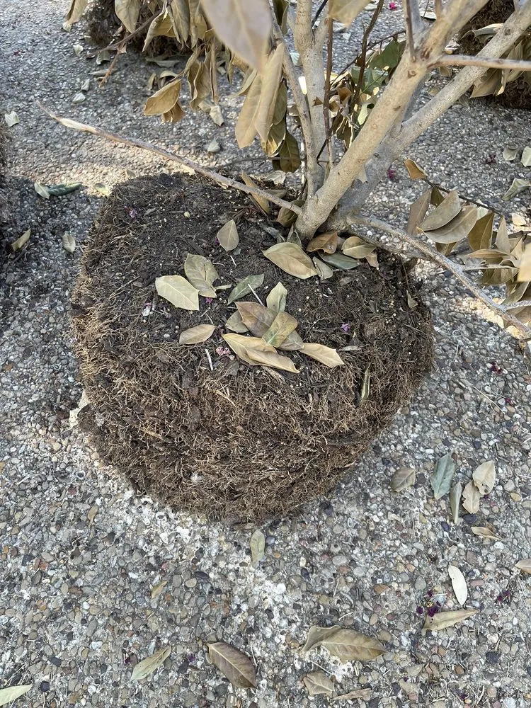 Expert garden landscaping for beautiful yards across Hawthorne, CA - Soriano Landscaping And Tree Service