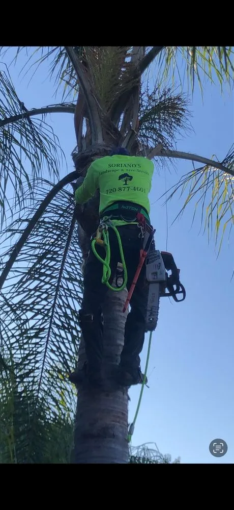 Reliable lawn mowing service experts serving Los Angeles, CA - Soriano’s Tree Services & Landscaping