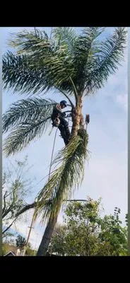 Soriano’s Tree Services & Landscaping Logo