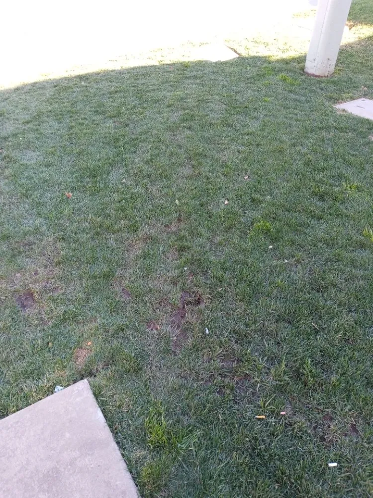 Trusted yard cleanup service for outdoor upgrades across Sacramento, CA - S.O.S. Landscaping & Designs