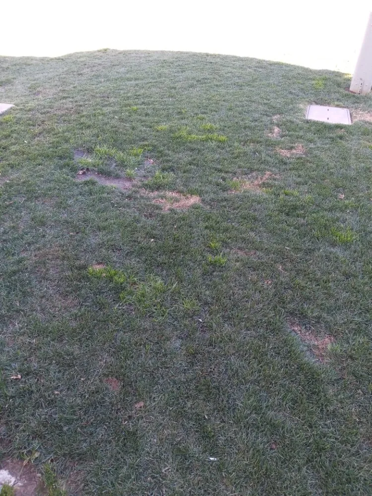 Trusted yard cleanup service experts serving Sacramento, CA - S.O.S. Landscaping & Designs