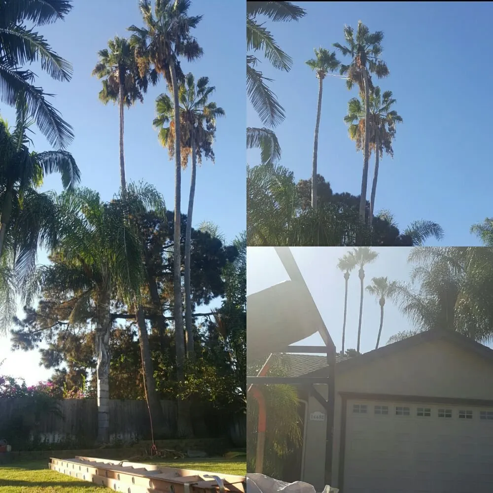 Top-rated lawn care service in Santa Ana, CA - Sosa & Sons Landscaping