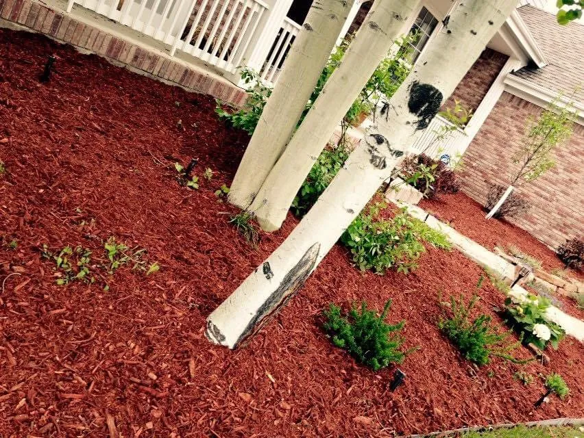 Expert yard maintenance experts serving Thornton, CO - Sosa Land Service