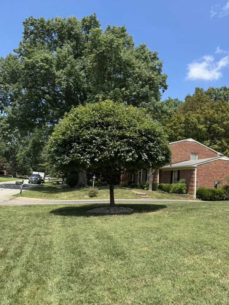 Expert yard maintenance for outdoor upgrades in Louisville, KY by Sosa Tree Services