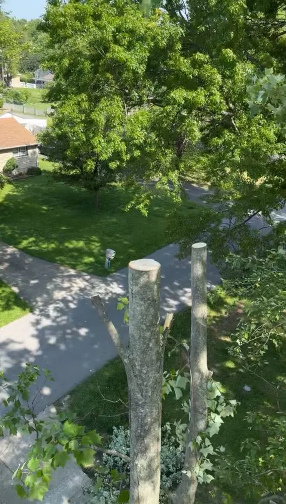 Custom yard cleanup service near you across Louisville, KY - Sosa Tree Services