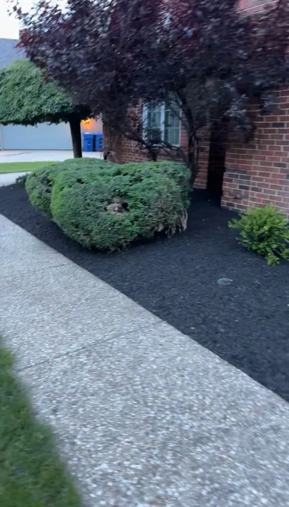 Professional yard cleanup service in Louisville, KY by Sosa Tree Services