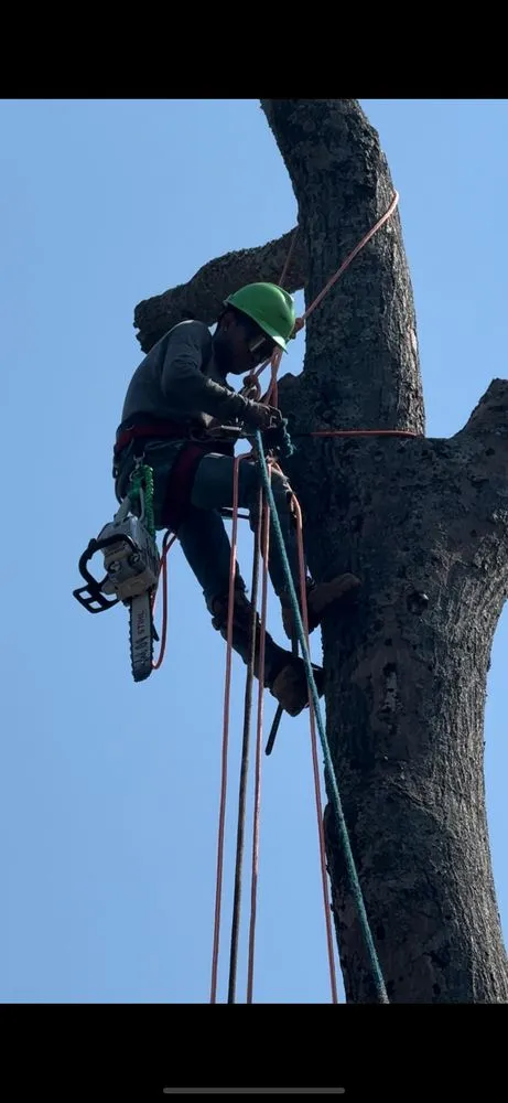 Affordable lawn care service for outdoor upgrades across Louisville, KY - Sosa Tree Services