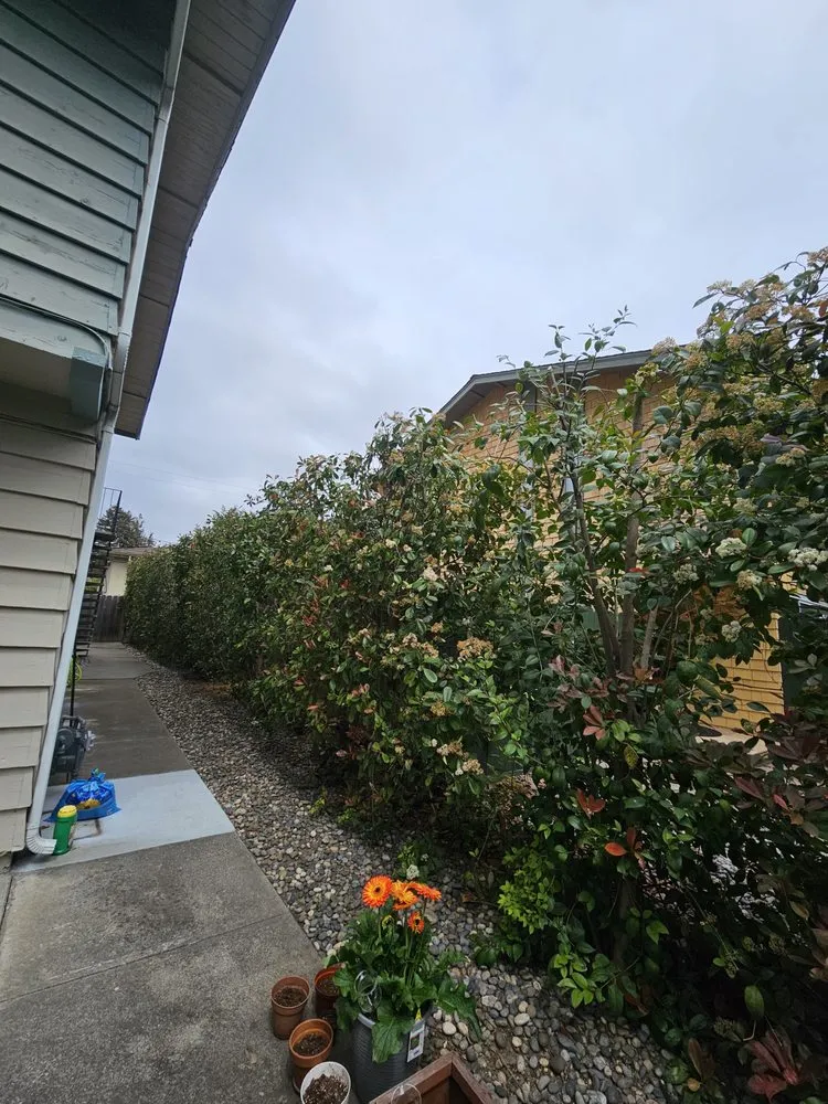 Expert yard maintenance with custom design across San Jose, CA - Sosas Gardening