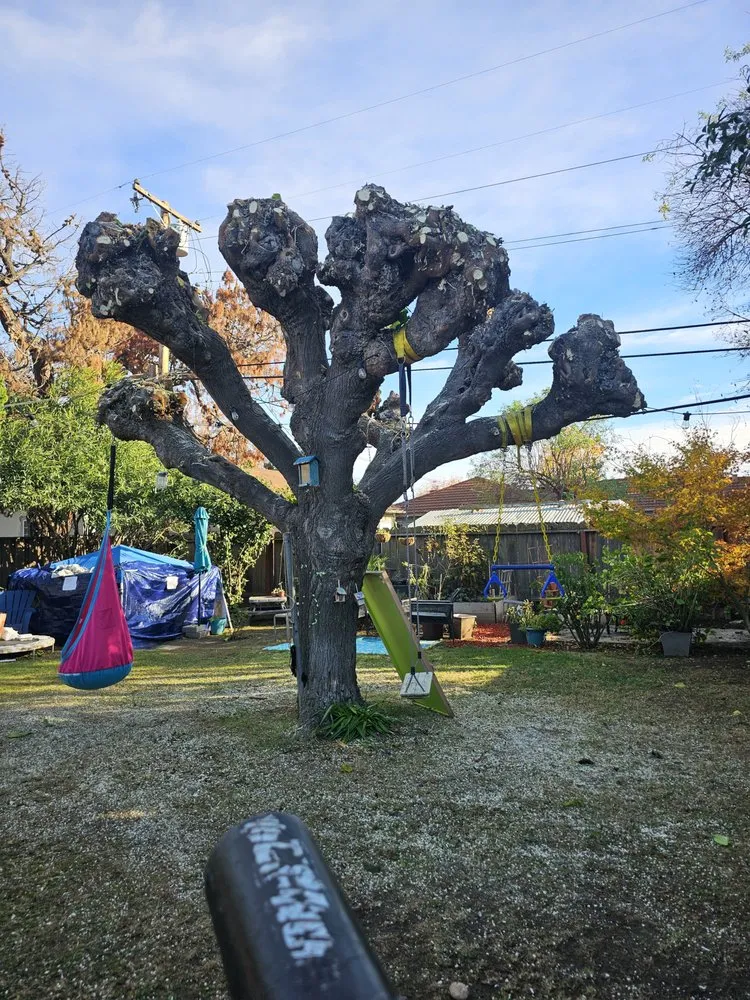 Affordable garden landscaping in San Jose, CA by Sosas Gardening