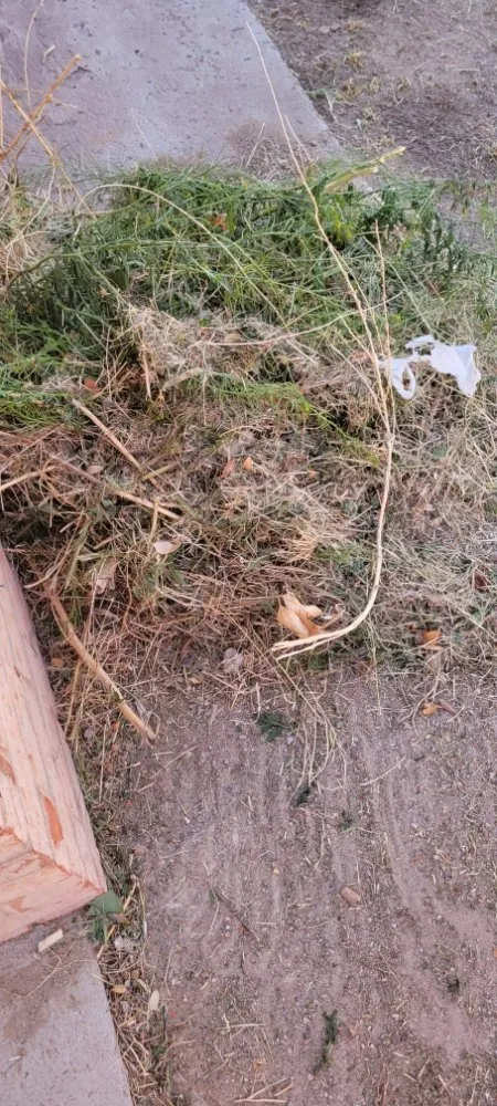 Expert residential landscaping in El Paso, TX by Sosazzz Lawn Service