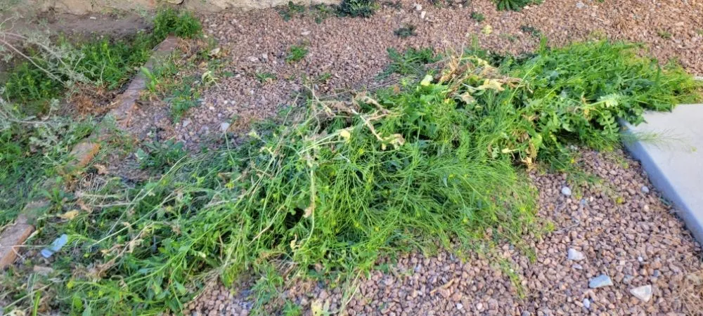 Local outdoor landscaping in El Paso, TX - Sosazzz Lawn Service