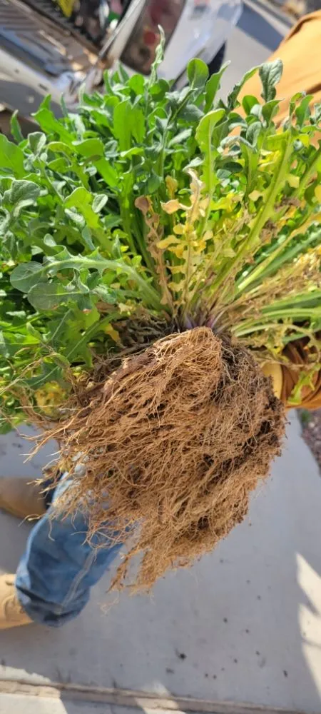 Top-rated yard cleanup service for beautiful yards across El Paso, TX - Sosazzz Lawn Service