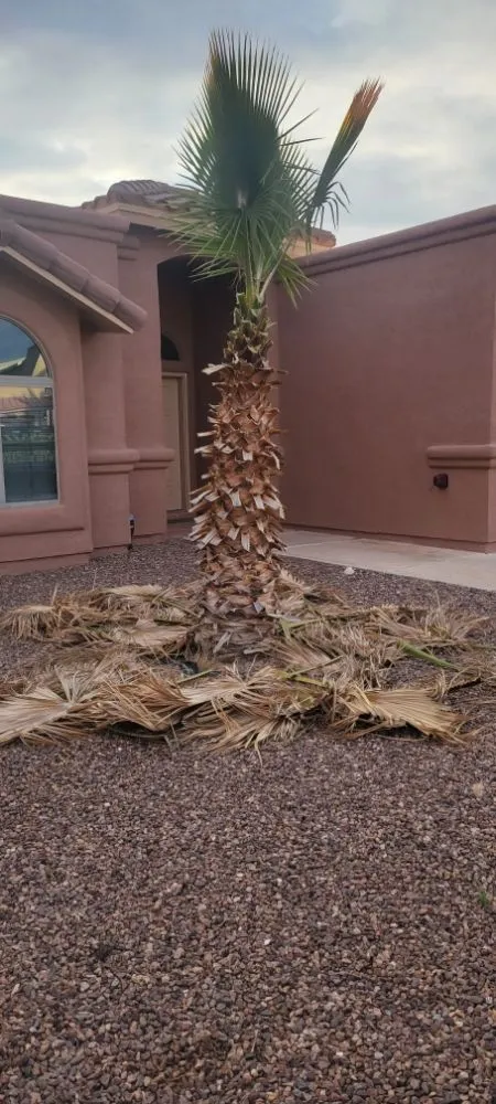 Top-rated yard cleanup service for residential properties in El Paso, TX by Sosazzz Lawn Service