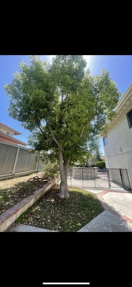 Expert landscaping services for year-round maintenance in Orange, CA by Sotelo Landscaping