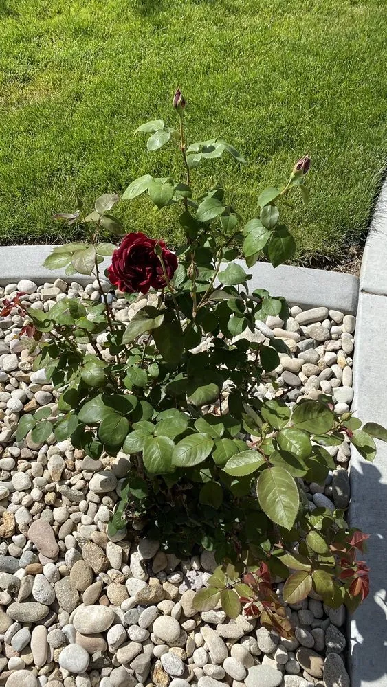 Professional outdoor landscaping experts serving Middleton, ID - Sotelo Lawn Care