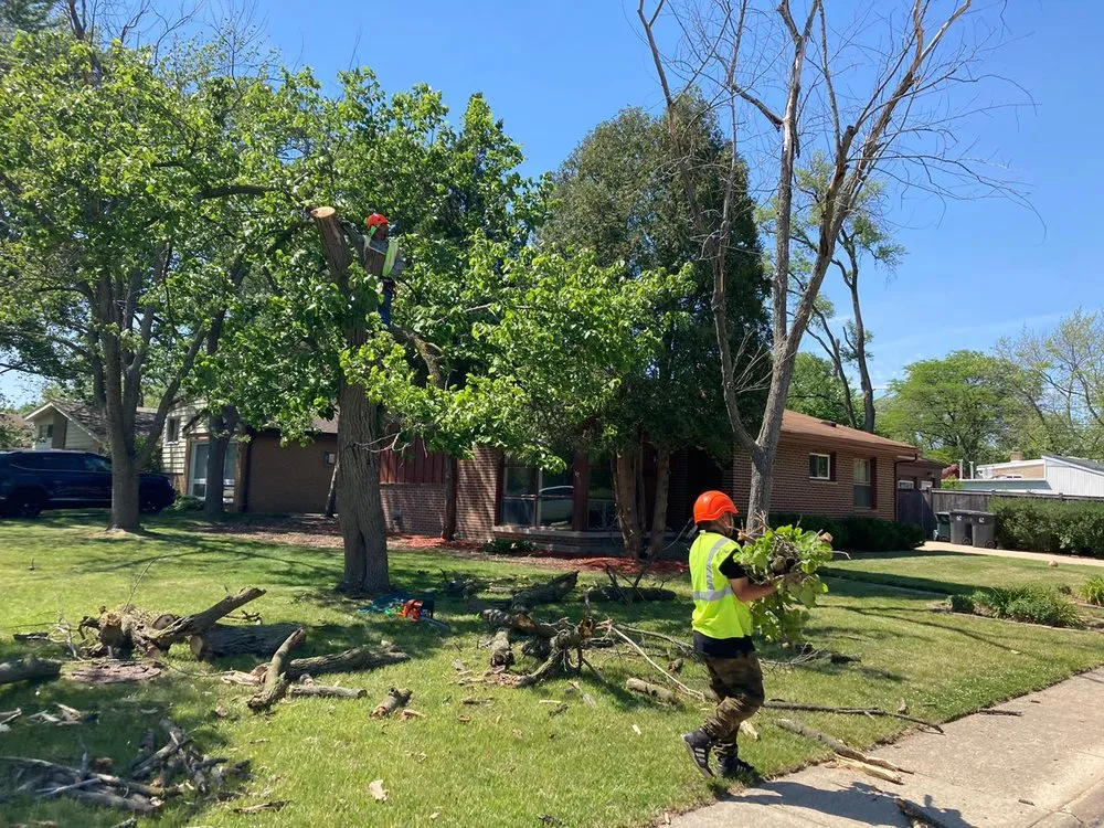 Local lawn care service for year-round maintenance in Glenview, IL by Sotelo's Tree & Lawn Care