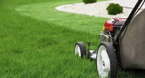 Soto Lawn & Landscaping Services Logo