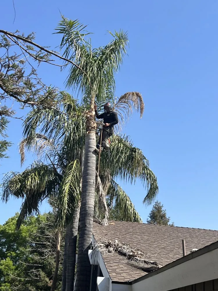 Trusted yard maintenance in Sanger, CA - Soto’s Landscaping & Tree Service