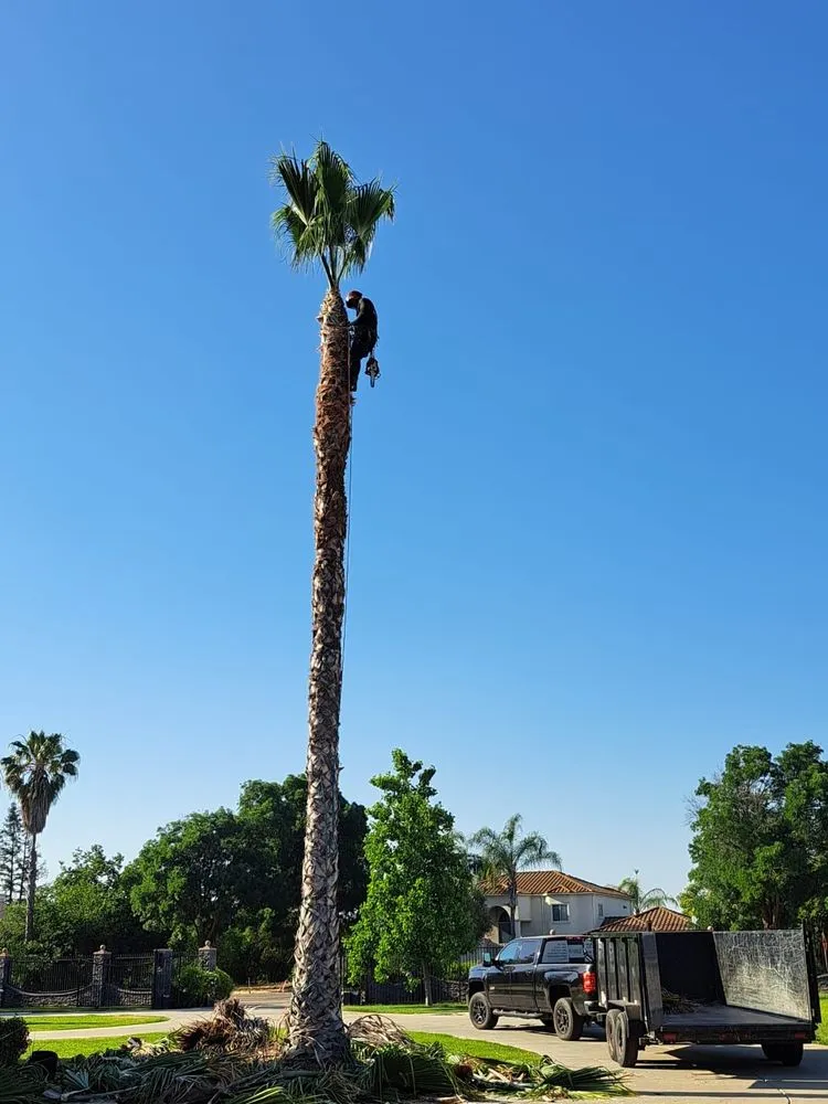 Affordable yard cleanup service experts serving Sanger, CA - Soto’s Landscaping & Tree Service