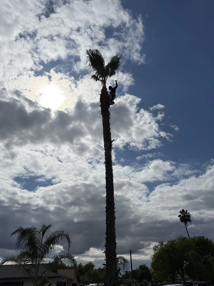 Affordable landscape design in Sanger, CA by Soto’s Landscaping & Tree Service