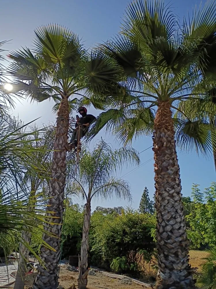 Custom outdoor landscaping in Sanger, CA by Soto’s Landscaping & Tree Service