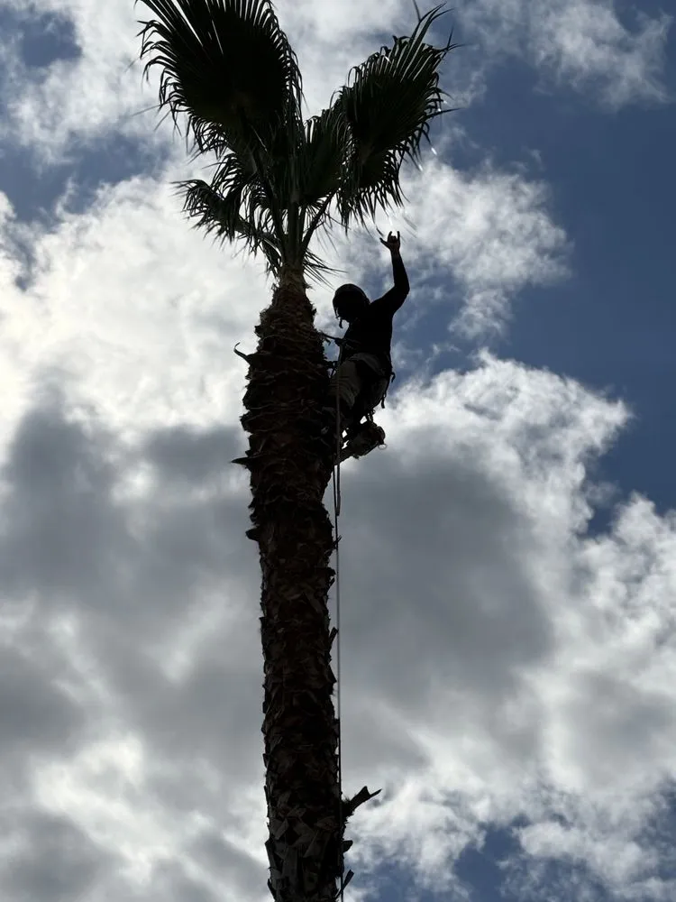 Local landscape design for homes across Sanger, CA - Soto’s Landscaping & Tree Service