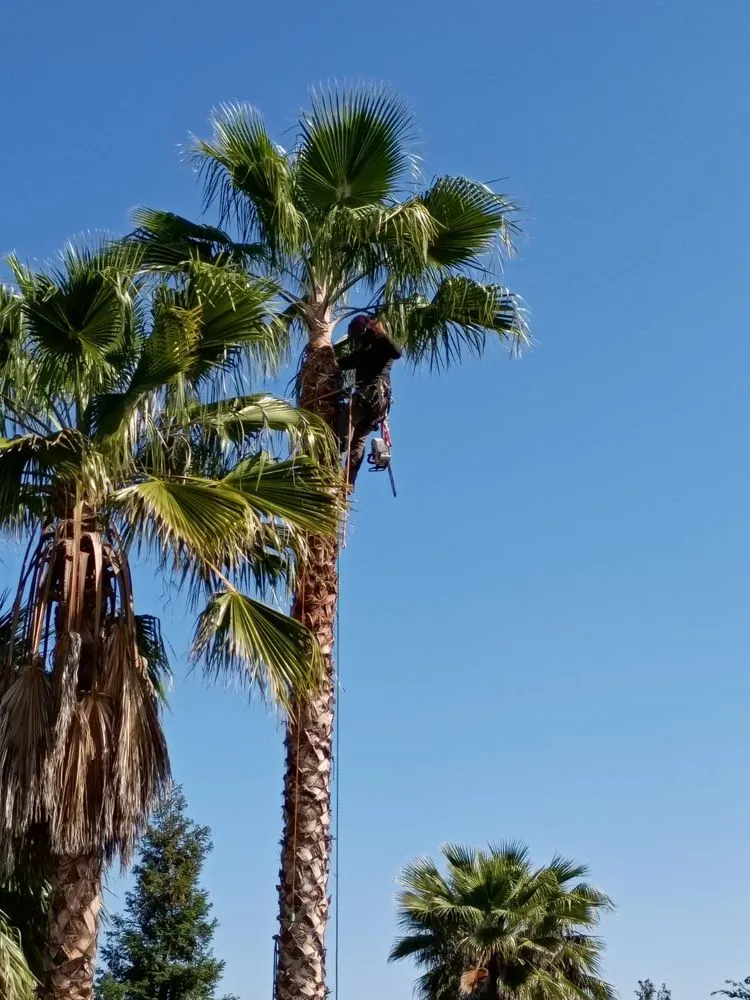 Affordable outdoor landscaping experts serving Sanger, CA - Soto’s Landscaping & Tree Service