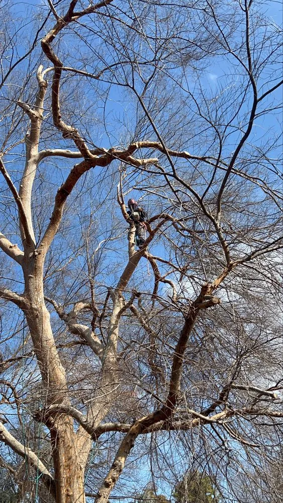 Reliable yard cleanup service with custom design in Sanger, CA by Soto’s Landscaping & Tree Service