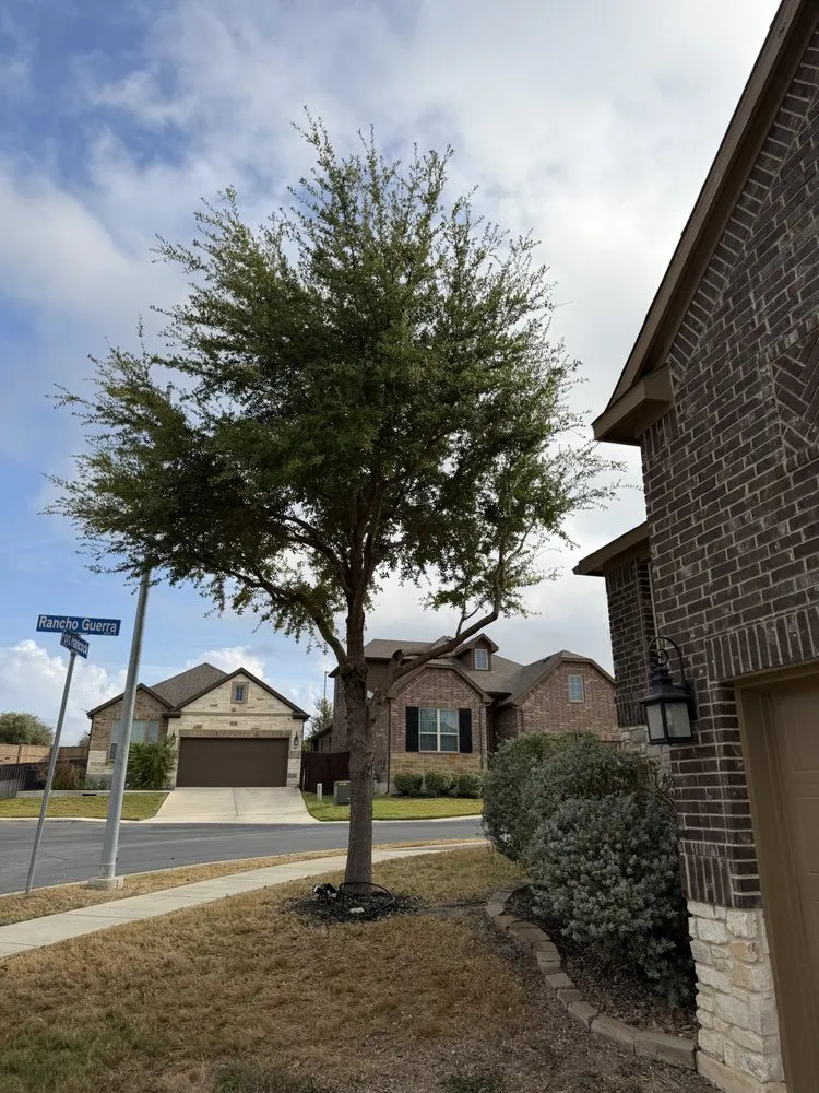 Affordable landscape design in San Antonio, TX - Soto's Lawn and Tree Service