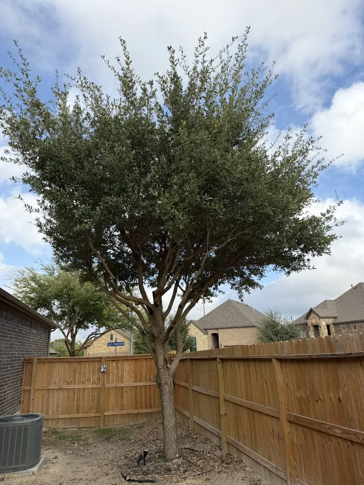 Trusted landscape design experts serving San Antonio, TX - Soto's Lawn and Tree Service
