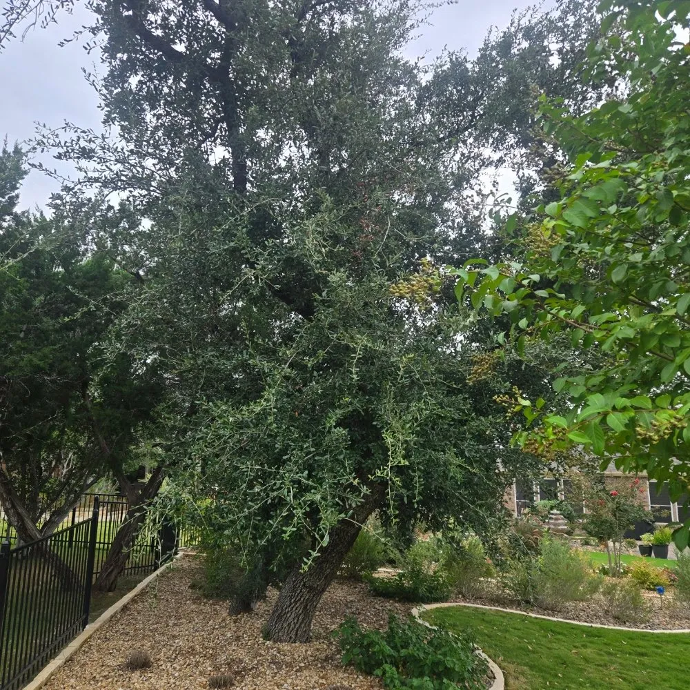 Local yard cleanup service for year-round maintenance across San Antonio, TX - Soto's Lawn and Tree Service