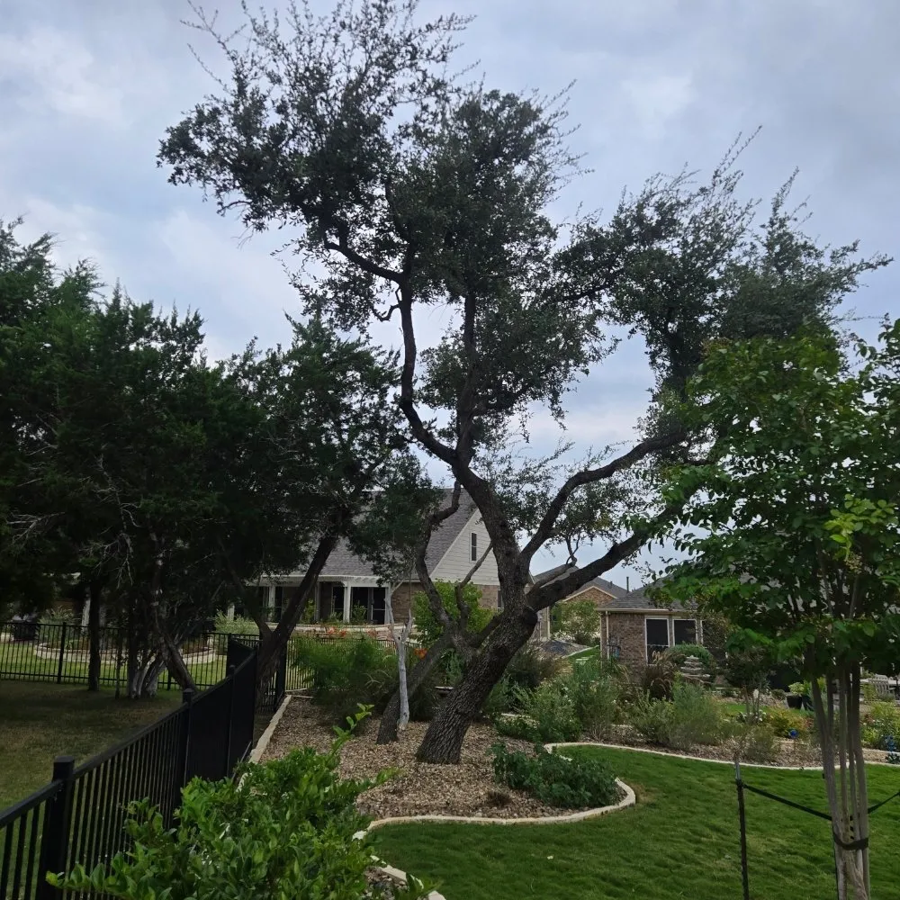 Trusted landscaping services for year-round maintenance in San Antonio, TX by Soto's Lawn and Tree Service