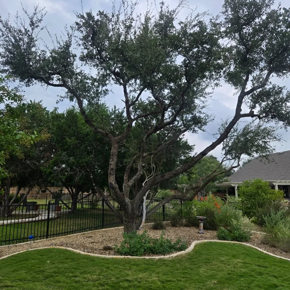 Top-rated outdoor landscaping for beautiful yards across San Antonio, TX - Soto's Lawn and Tree Service