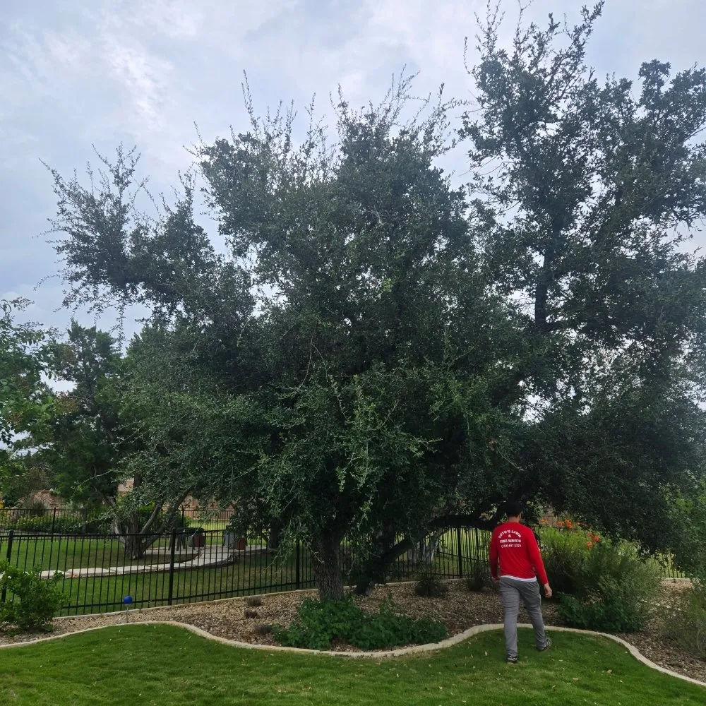 Reliable lawn mowing service for year-round maintenance across San Antonio, TX - Soto's Lawn and Tree Service