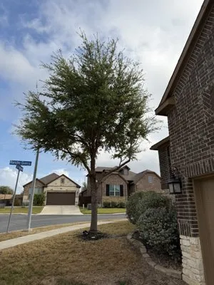 Soto's Lawn and Tree Service Logo