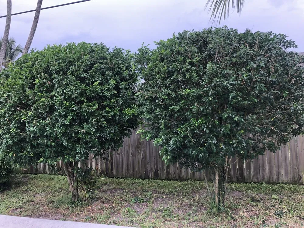 Trusted outdoor landscaping in Lantana, FL by Souffrant’s Lawncare