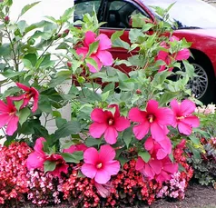 Expert yard cleanup service in Danbury, CT - Sound Grounds