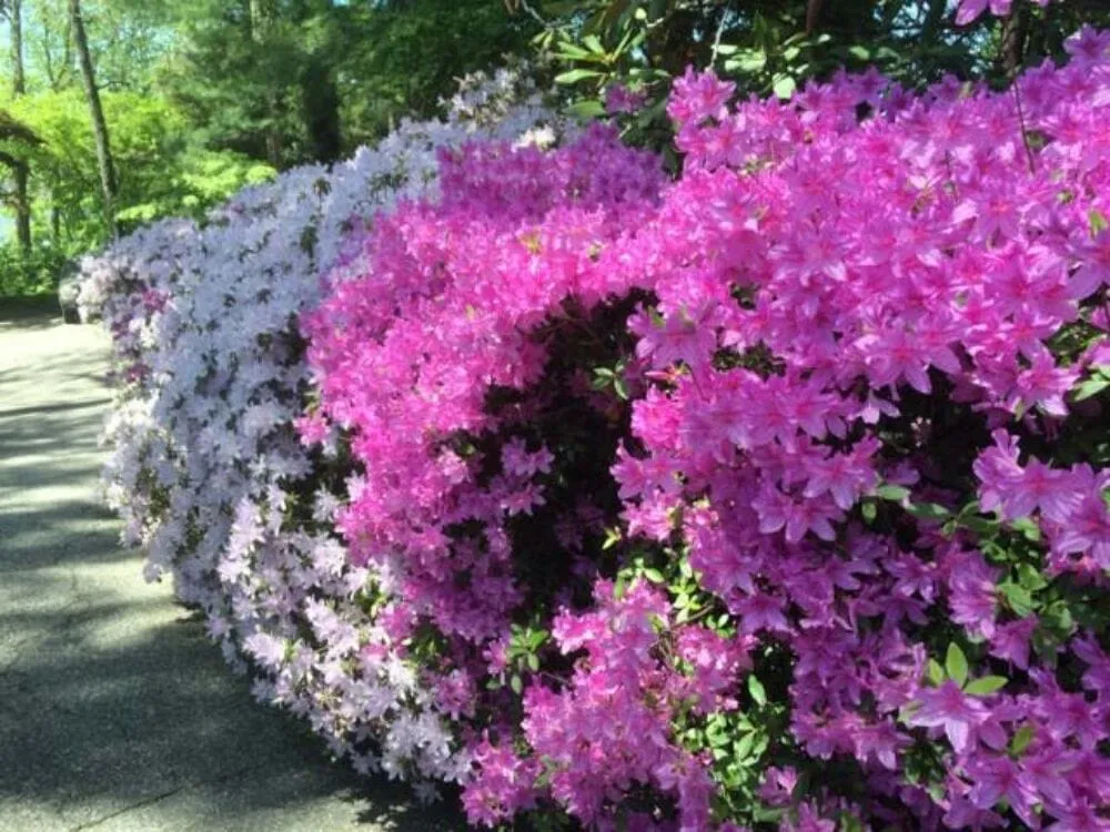 Top-rated landscape installation for homes across Danbury, CT - Sound Grounds