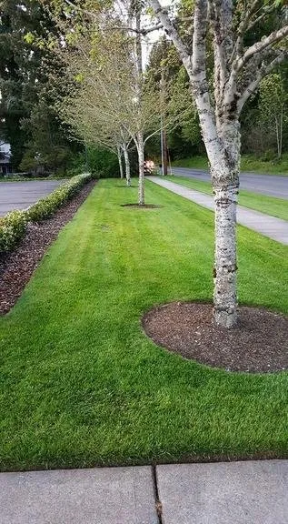 Local yard cleanup service experts serving Olympia, WA - Sound Landscape Professionals