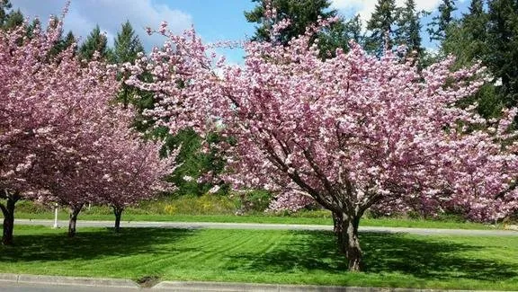 Reliable lawn care service experts serving Olympia, WA - Sound Landscape Professionals