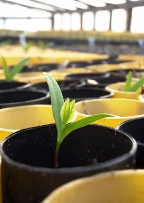 Local lawn care service with custom design across Olympia, WA - Sound Native Plants