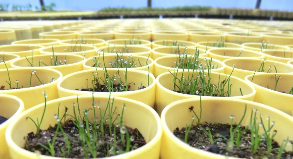 Professional residential landscaping with custom design in Olympia, WA by Sound Native Plants