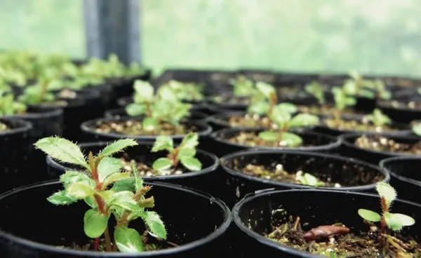 Sound Native Plants Logo