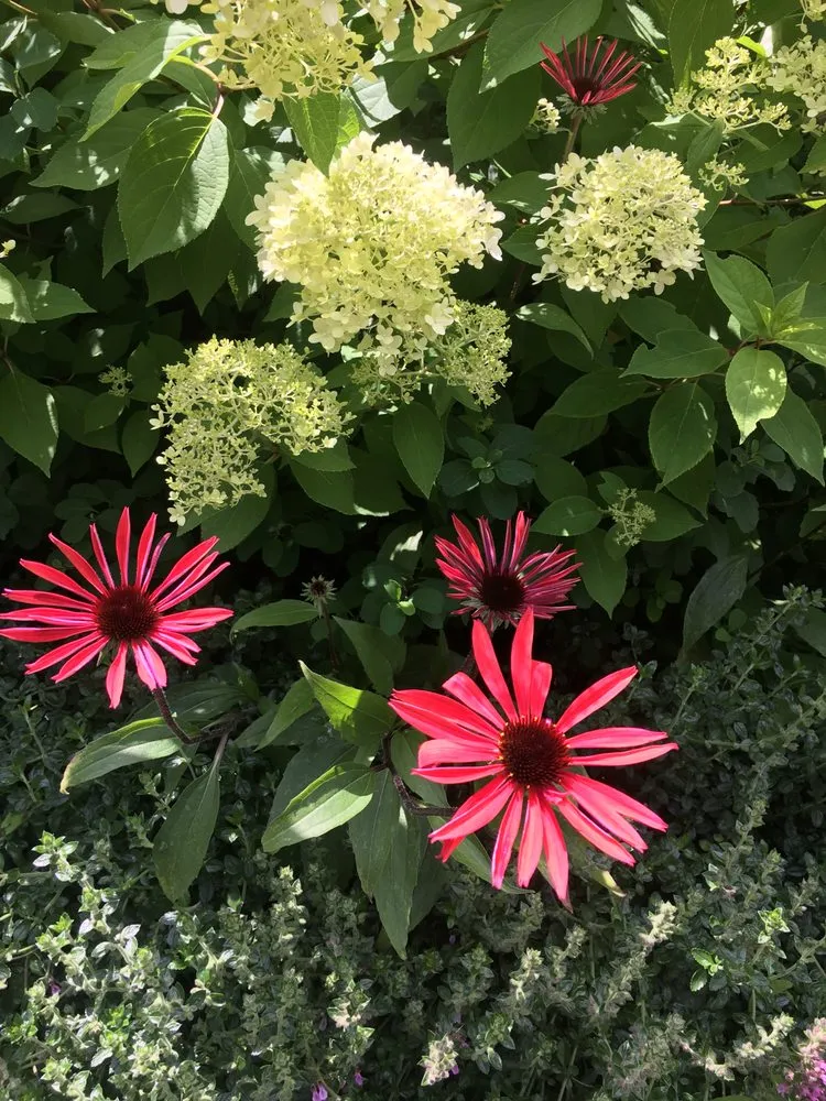 Reliable landscaping services for residential properties across Seattle, WA - Soundscape Tree & Garden