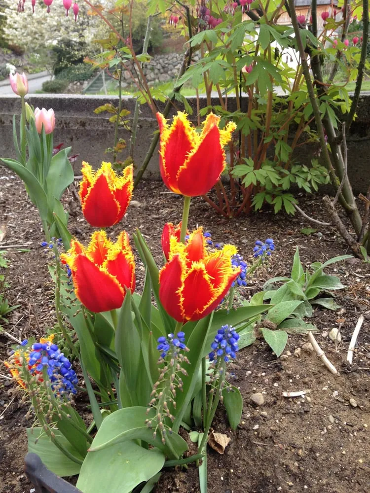 Trusted landscape design experts serving Seattle, WA - Soundscape Tree & Garden