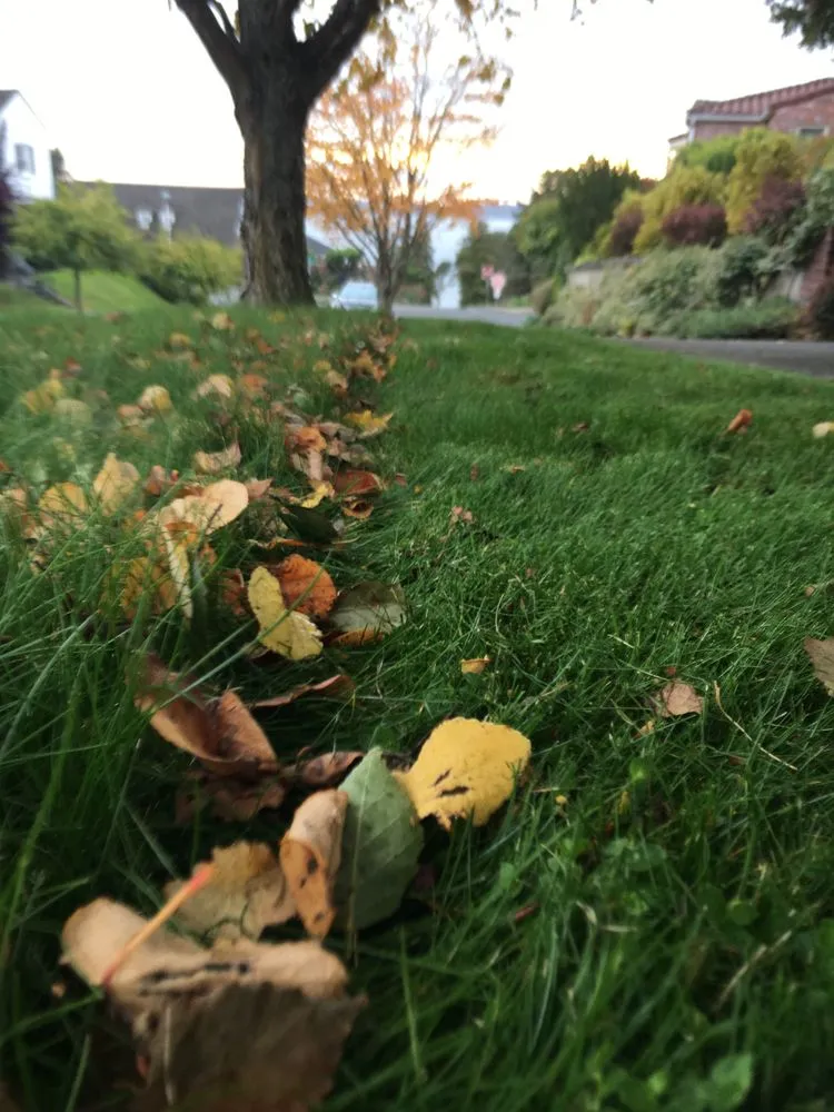 Trusted landscape installation with custom design across Seattle, WA - Soundscape Tree & Garden