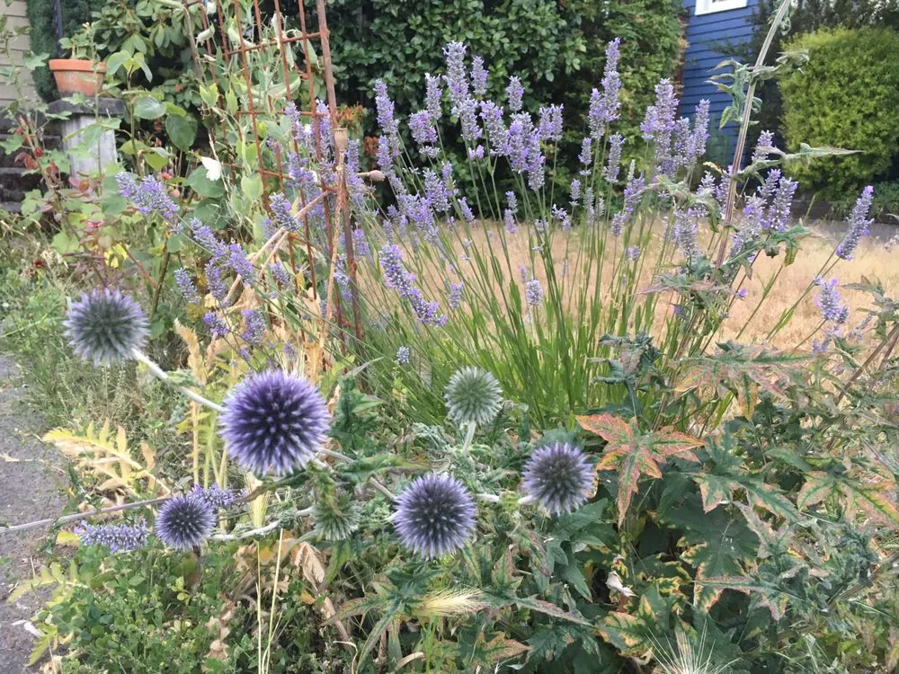 Custom lawn mowing service in Seattle, WA by Soundscape Tree & Garden