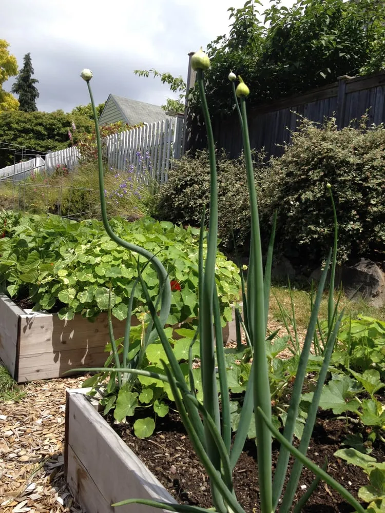 Expert landscape design experts serving Seattle, WA - Soundscape Tree & Garden