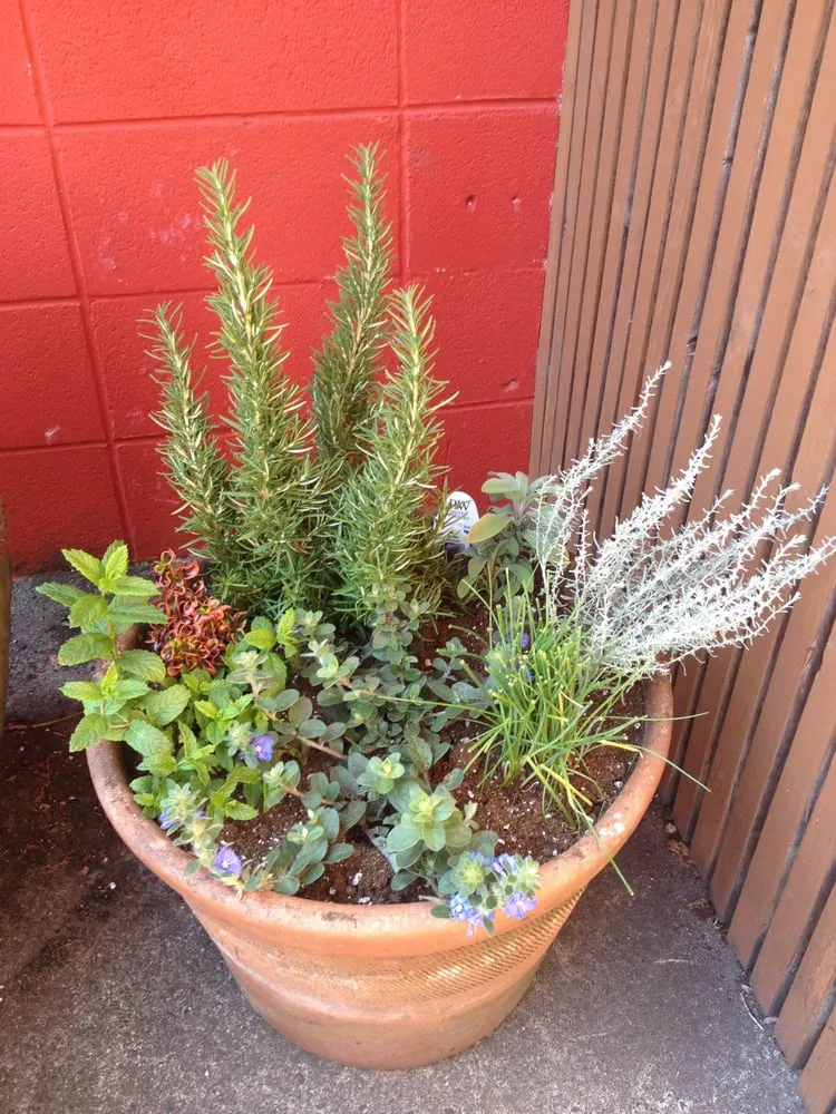 Top-rated lawn mowing service in Seattle, WA - Soundscape Tree & Garden