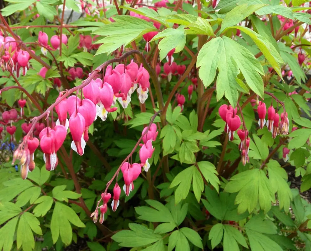 Reliable landscaping services near you in Seattle, WA by Soundscape Tree & Garden